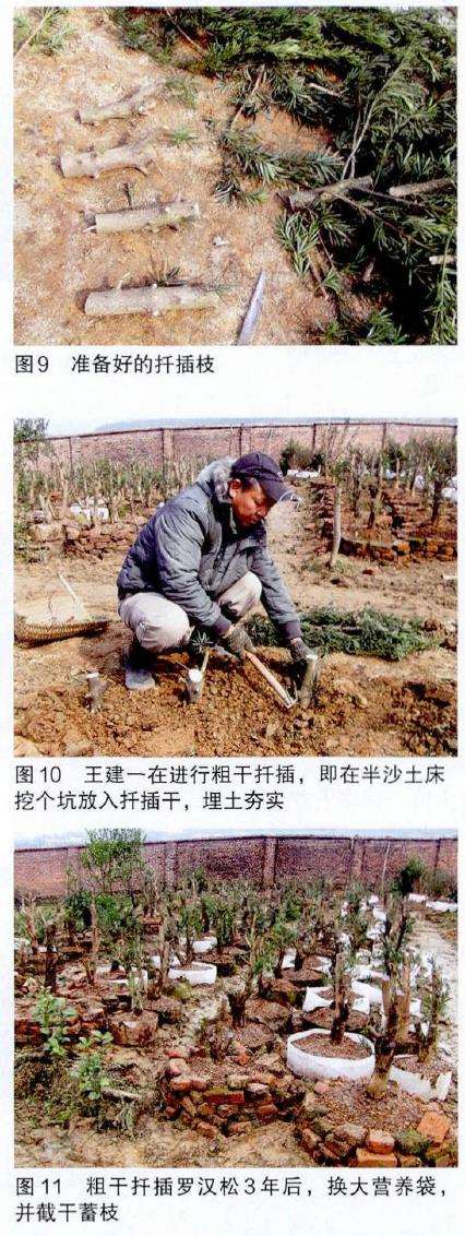 图解 培肓武夷山赤楠盆景下山桩的3个方法