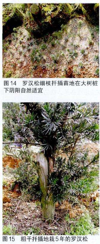 图解 培肓武夷山赤楠盆景下山桩的3个方法