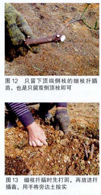 图解 培肓武夷山赤楠盆景下山桩的3个方法