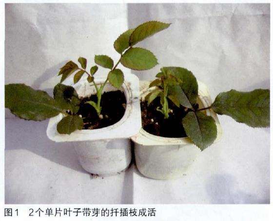 月季扞插怎么选择介质