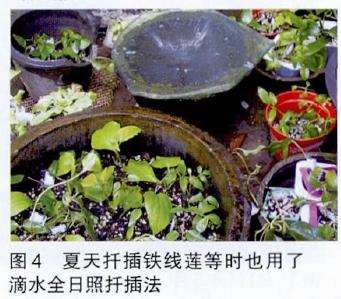 月季滴水全日照扦插