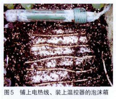 月季怎么基质加温扦插