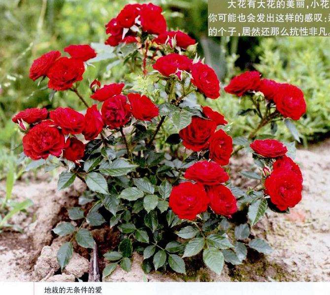 微型月季怎么选择疏松透气的基质
