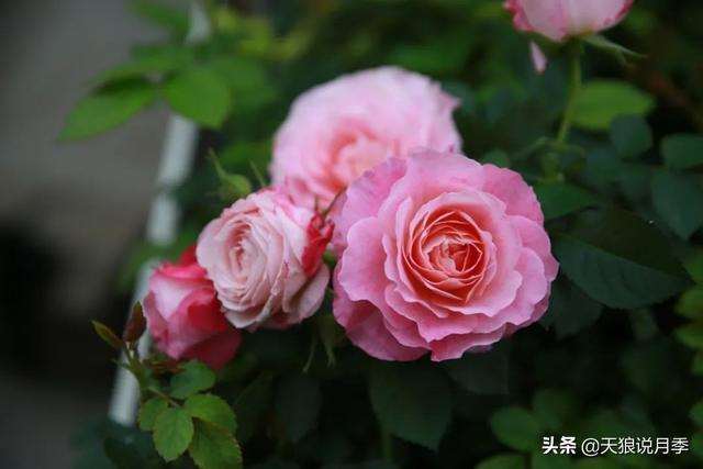 夏天微型月季怎么浇水度夏