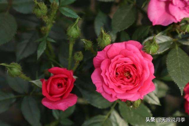 微型月季怎么区别对待的修剪