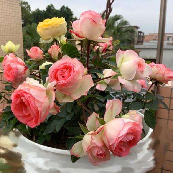 月季苗木可以通过网络购买吗