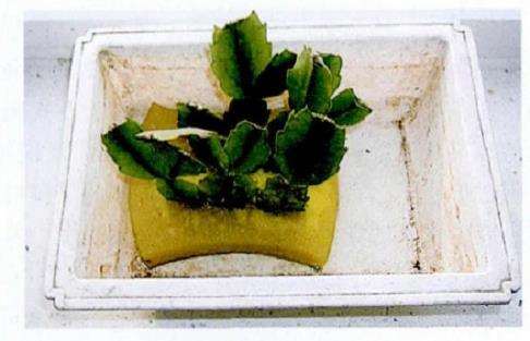 蟹爪兰怎么用海绵扦插的