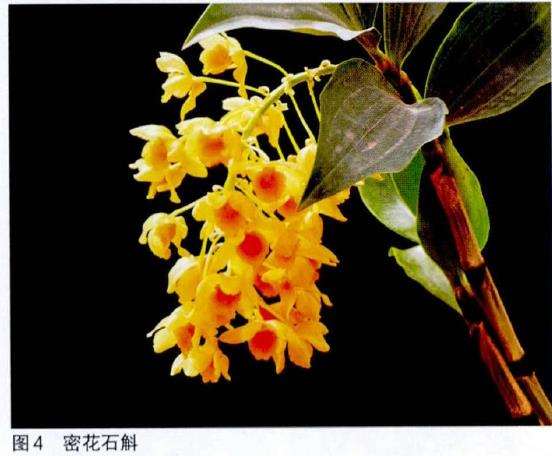 北京花卉市场上的石斛盆栽有哪些