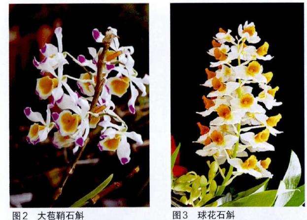 北京花卉市场上的石斛盆栽有哪些