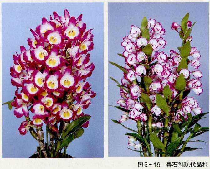 春石斛盆栽春夏秋怎么栽培