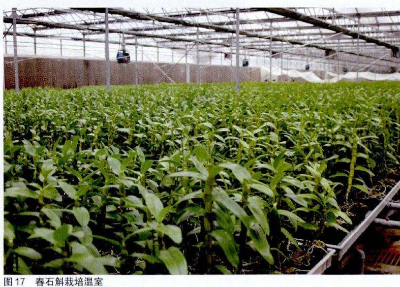 春石斛盆栽春夏秋怎么栽培