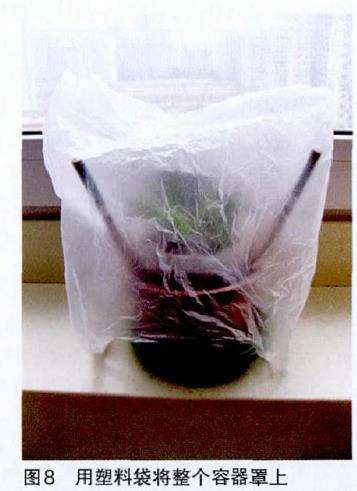 蟹爪兰怎么自制保湿罩