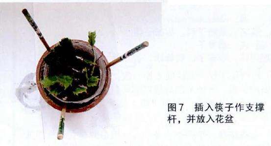 蟹爪兰怎么自制保湿罩