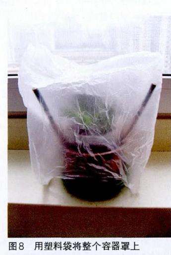 蟹爪兰怎么自制保湿柜的3个步骤