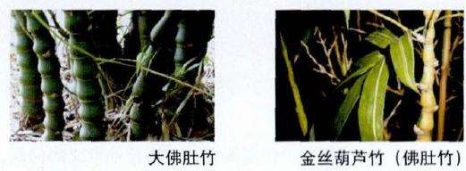葫芦竹为何没有了节间突起 图片