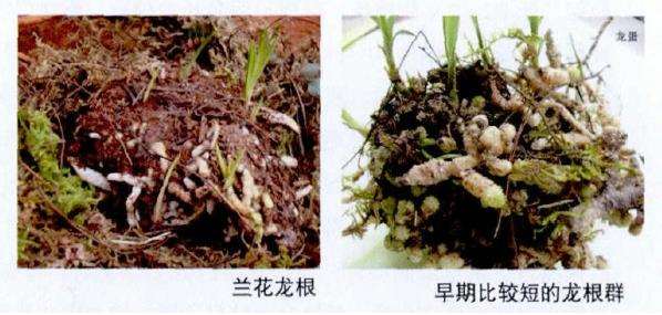 如何正确识别兰花的龙根苗