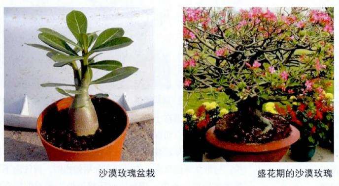 沙漠玫瑰是玫瑰的一种吗 怎么浇水施肥