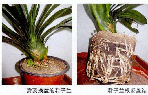 盆花在哪些情形下必须进行换盆