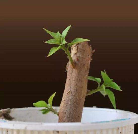 哪些盆景植物 粗大茎干可以扦插繁殖