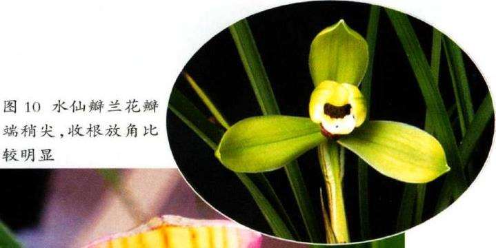 水仙瓣兰花怎么鉴赏
