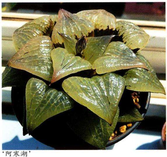 寿类多肉品种怎么审美的3个方法