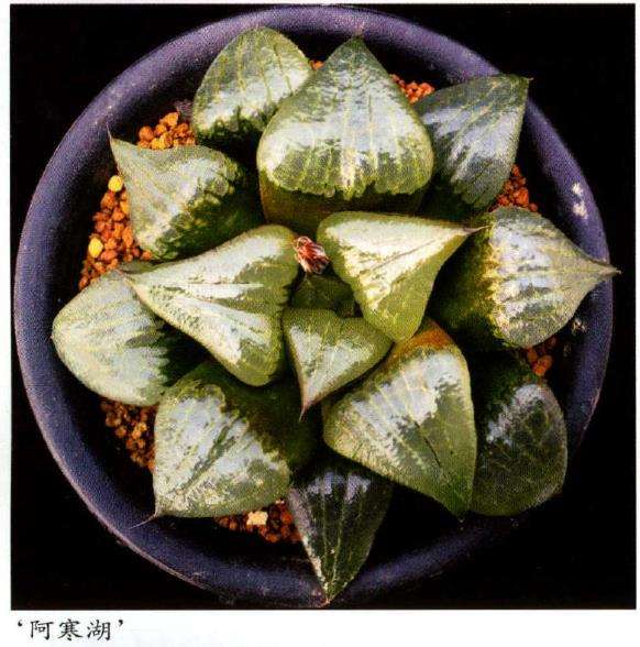 寿类多肉品种怎么审美的3个方法