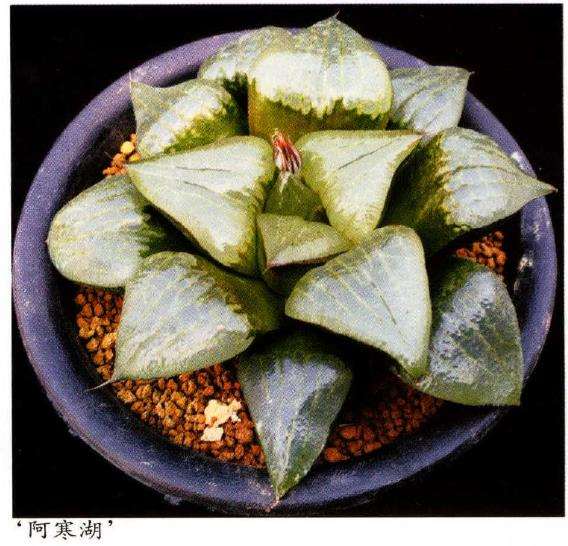 寿类多肉品种怎么审美的3个方法