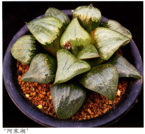 寿类多肉品种怎么审美的3个方法