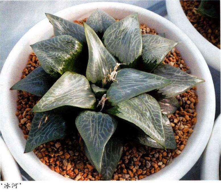 寿类多肉品种怎么审美的3个方法