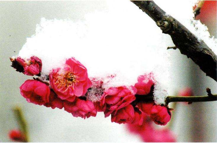 为什么梅花精神涤荡着国人的情怀