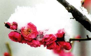 为什么梅花精神涤荡着国人的情怀 图片