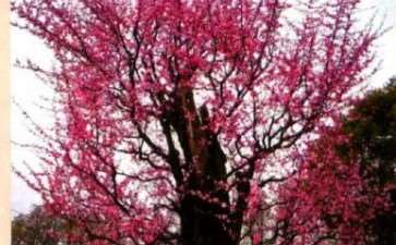 武汉东湖梅园800年梅花树迎来盛花期