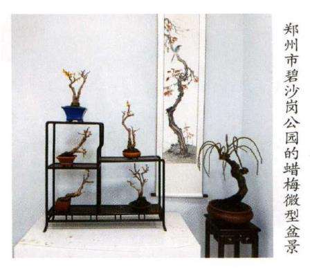 郑州市园林局举办迎新春梅花展