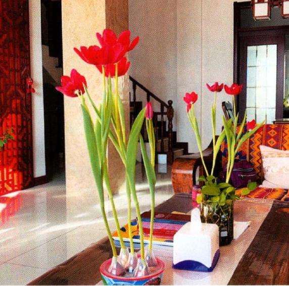 郁金香室内种球怎么选择处理