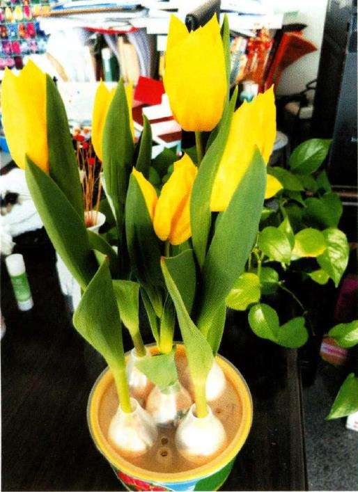 郁金香室内种球怎么选择处理