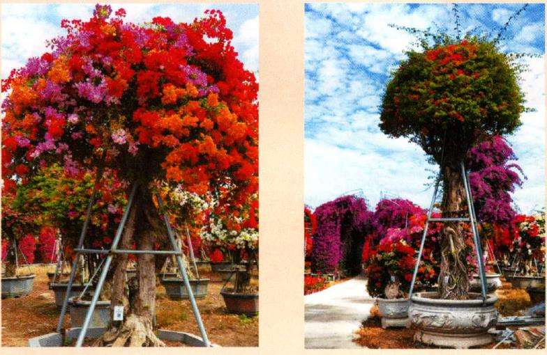 漳州10亩三角梅盆景