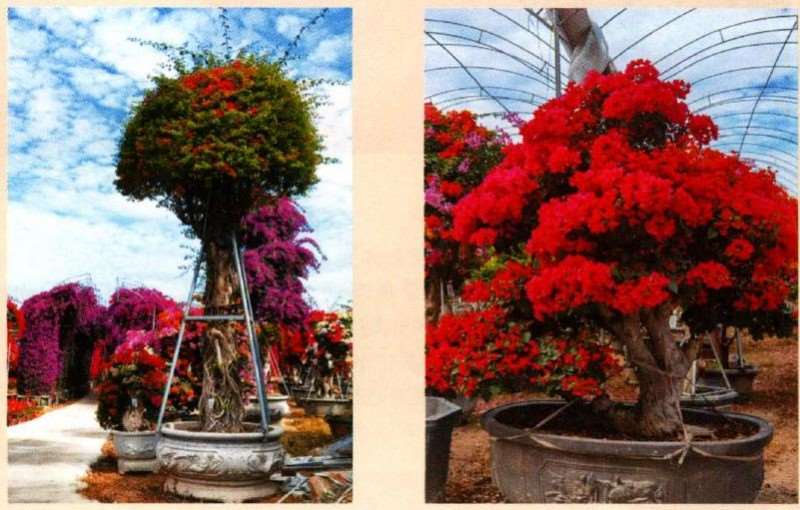 漳州10亩三角梅盆景