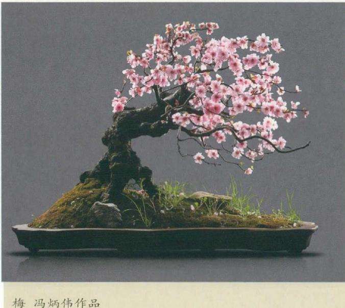 正是梅花盆景繁华时