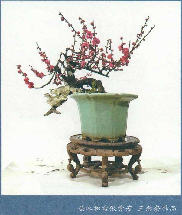 正是梅花盆景繁华时