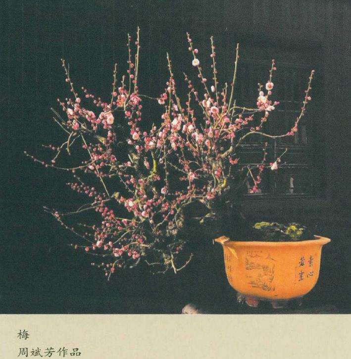 正是梅花盆景繁华时