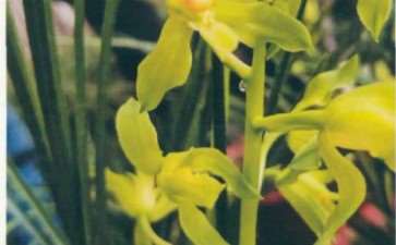 2021年 保康珍品蕙兰欣赏 图片