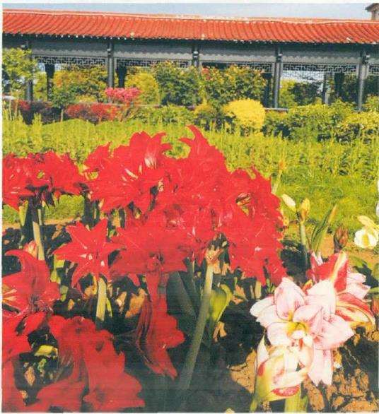 又名红花莲