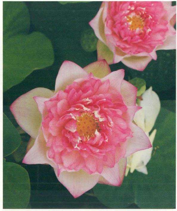 荷花新品种欣赏