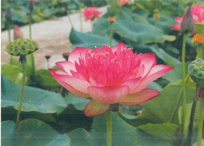 荷花新品种欣赏