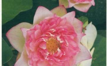 荷花新品种欣赏 第二辑 图片