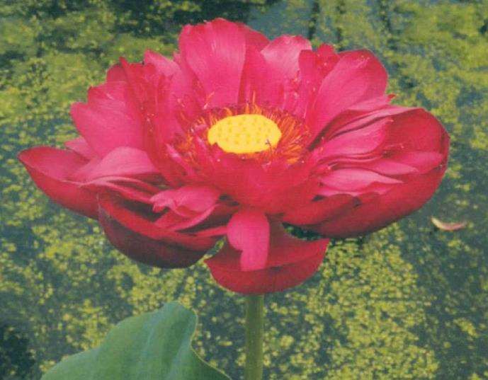 荷花新品种欣赏 第二辑 图片