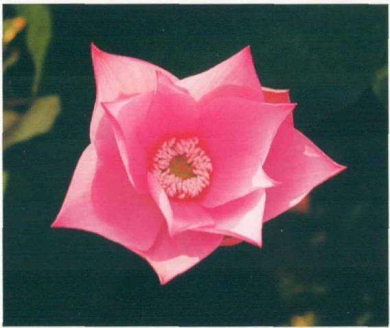 荷花新品种欣赏 第二辑 图片