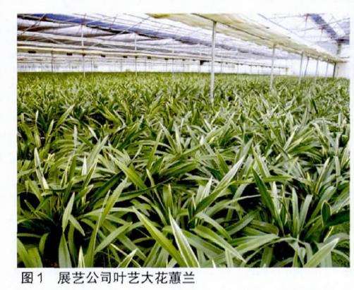 云南大花蕙兰企业