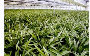 云南大花蕙兰企业较上年下降25个点