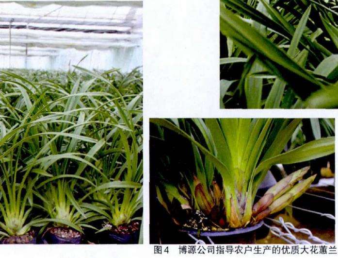 云南花卉企业计划露天种植大花蕙兰